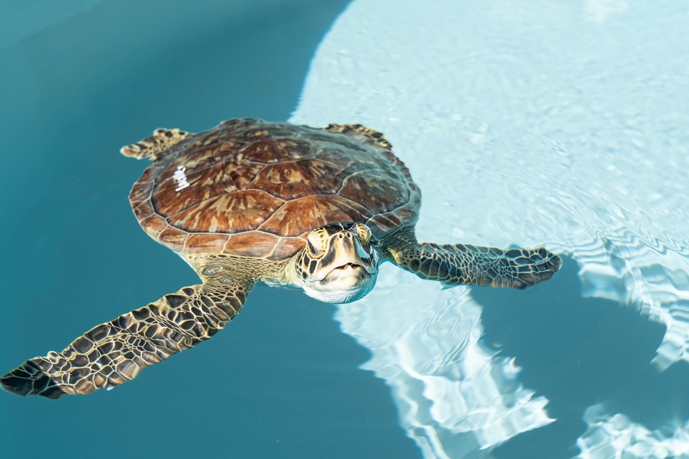 Meet Engel the Loggerhead Turtle and Track her Progress on Marinelife Trutle Tracker