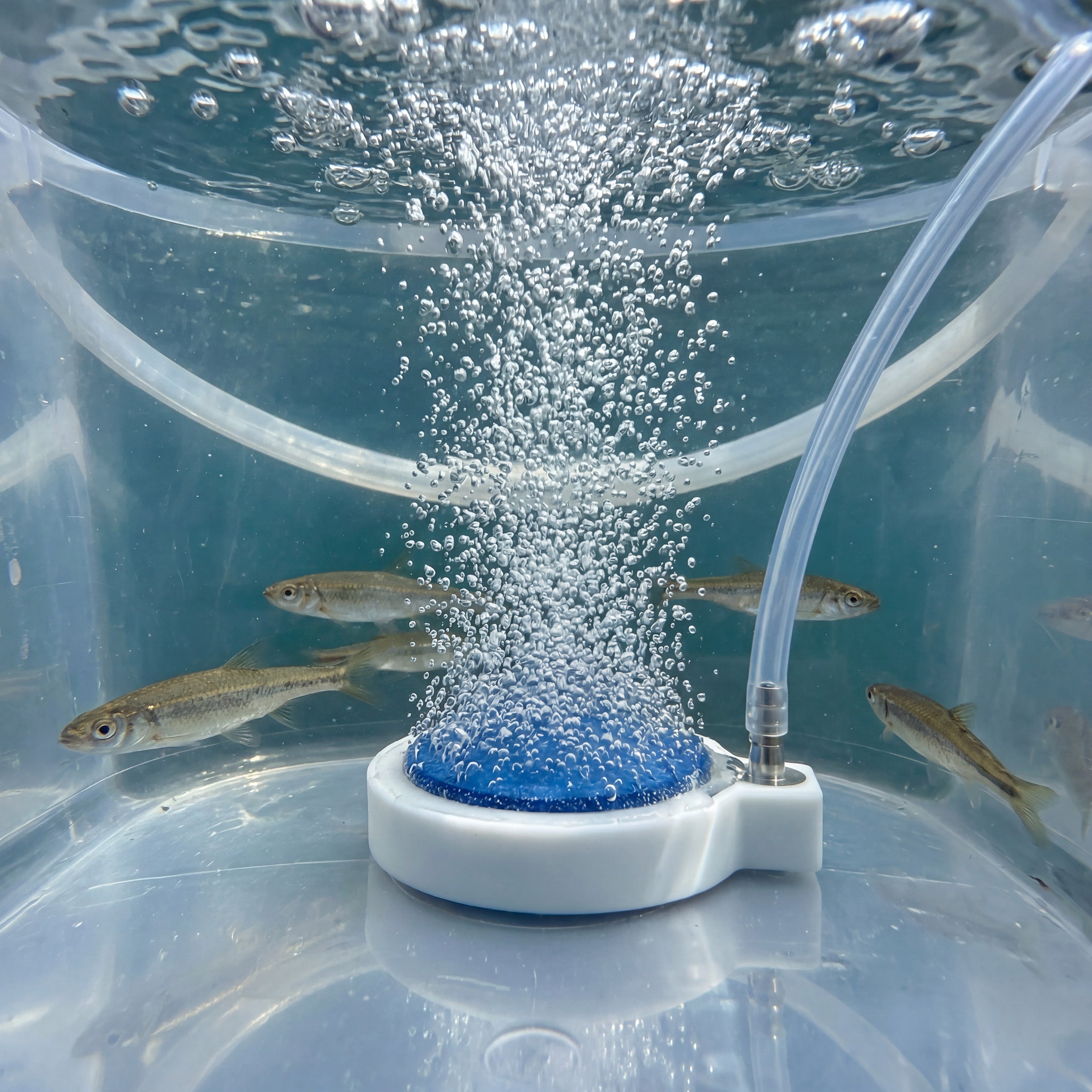 Several small fish swim around the ENGEL 2" Live Bait Aerator Stone, releasing bubbles inside a clear water tank.